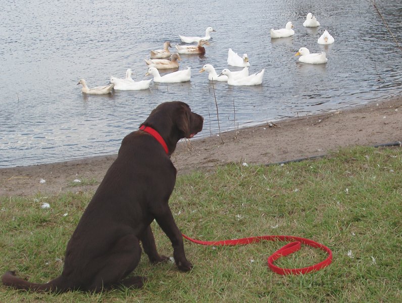 Hemi ducks2.jpg